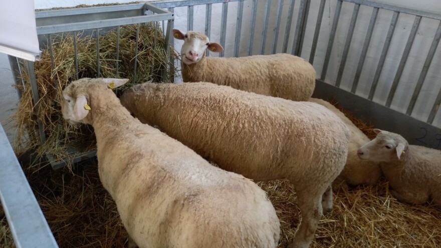 Odabir ovaca pri kupovini: Na što obratiti pažnju?
