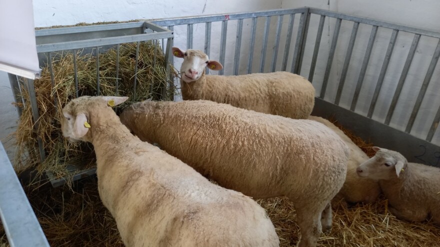 Odabir ovaca pri kupovini: Na šta obratiti pažnju?