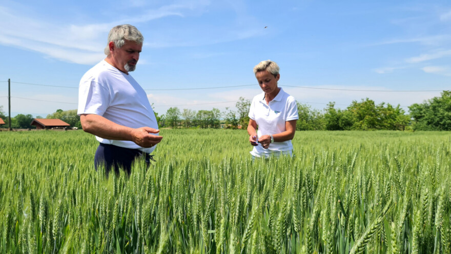 Zlatko Tučkorić: Pšenica odlično napreduje, održala se bez bolesti