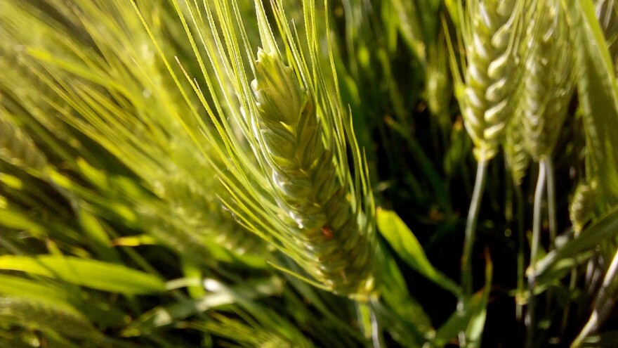 Balkan očekuje toplo ljeto, ali i padavine - u kakvom su stanju usjevi?