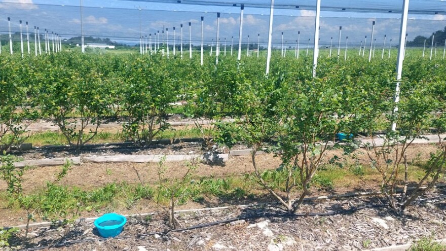 Milan Kočić se sprema za drugug berbu "plavog blaga" - mnogo rada do uspjeha