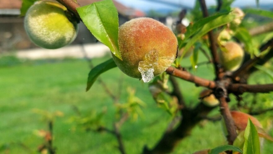 Sivi leptir uništava plodove breskve - kako suzbiti moljca?