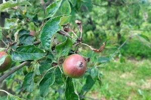 Jabuku napale zaraze - s čime tretirati?