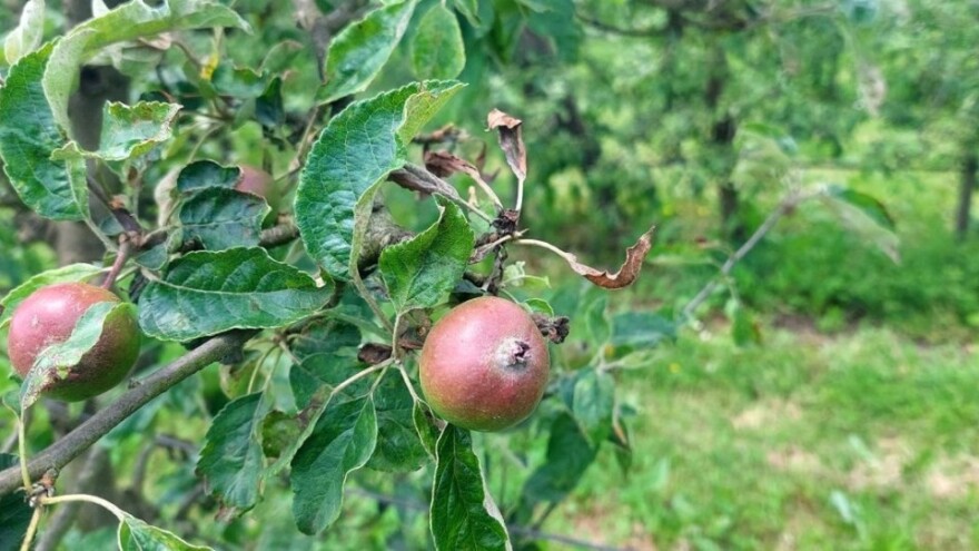 Jabuku napale zaraze - s čime tretirati?