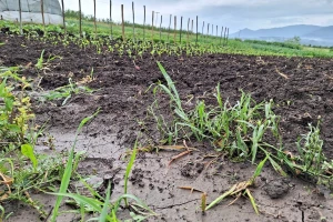 Padavine neće prestati do kraja perioda