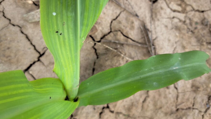 Kukuruzni plamenac širi se Srbijom - još uvek bez hemijske zaštite