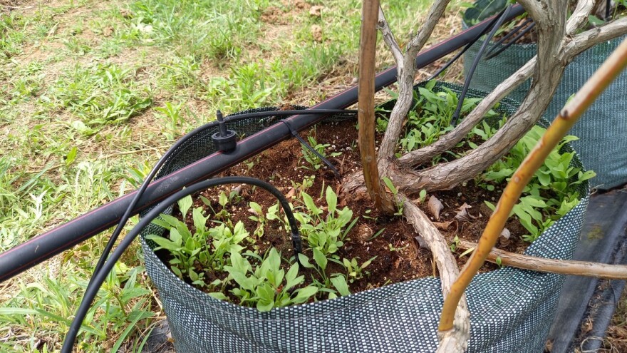 Koje su najčešće greške prilikom navodnjavanja?