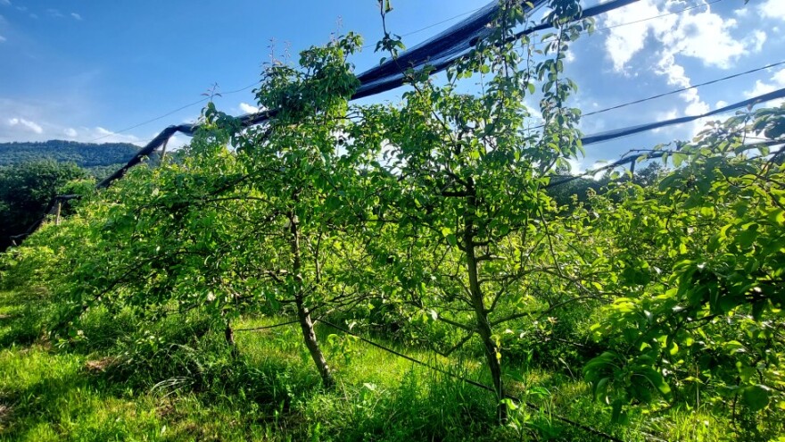 Na policama neće biti dovoljno domaćeg voća