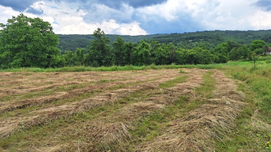 Kakav su trag učestale kiše ostavile na kvalitet sena?