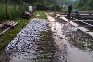 U nevremenu u Šipovu uginulo nekoliko tona ribe