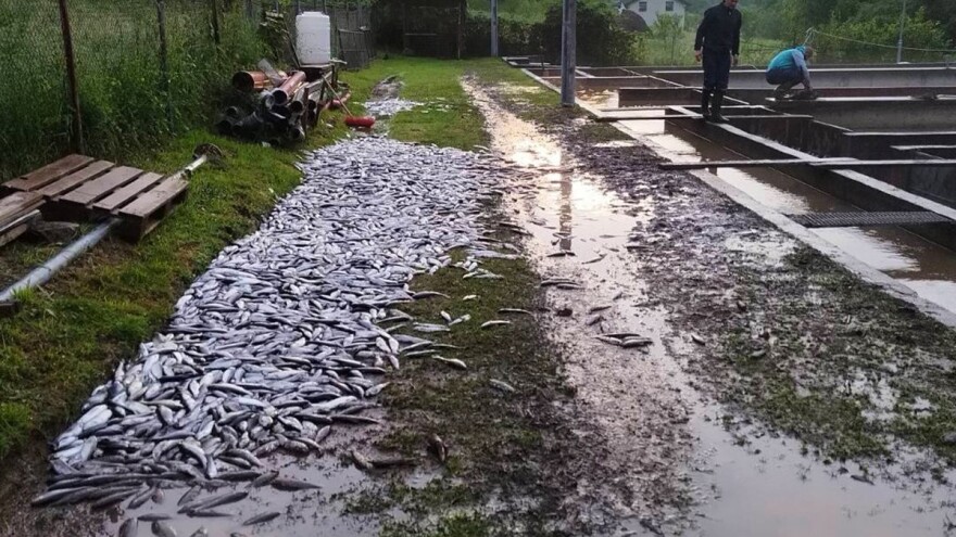 U nevremenu u Šipovu uginulo nekoliko tona ribe