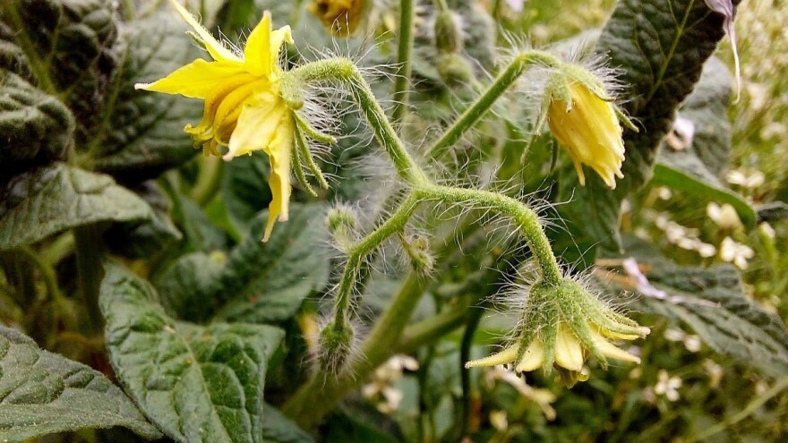 Što kad rajčica cvjeta, a nema ploda?