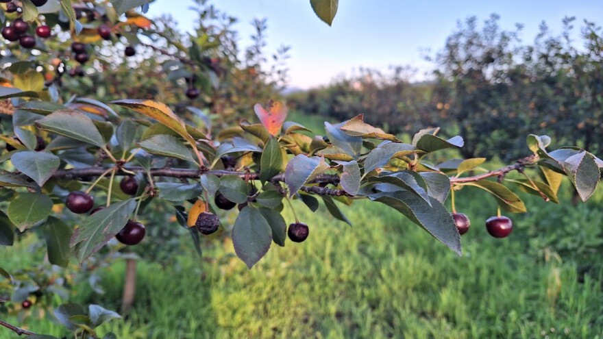 Zbog cene - višnja u džem ili za krčenje, ali ne i za otkupljivača