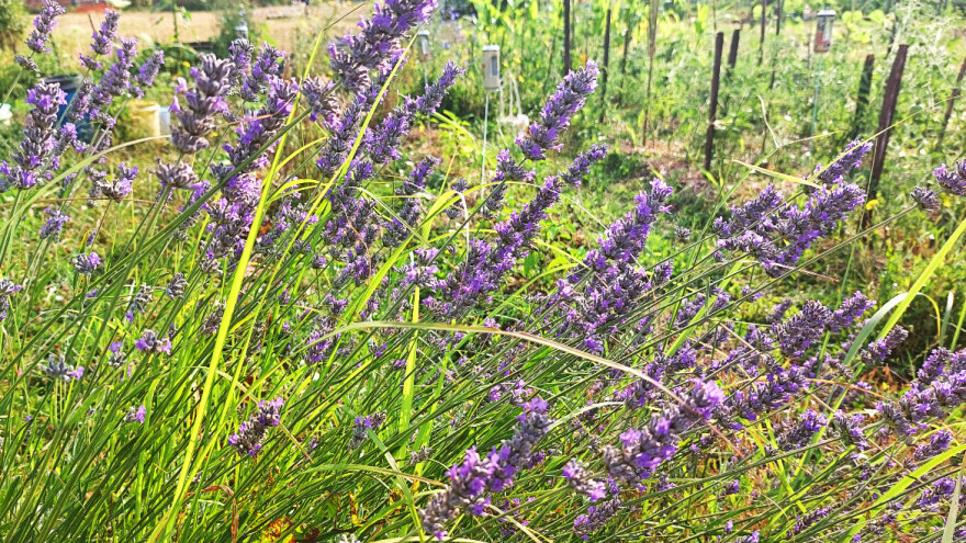 Šta se sve može sa lavandom? Evo 10 načina upotrebe