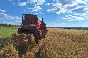 Nastavak vreline, nepogode od srede. Krompirov moljac u usevima