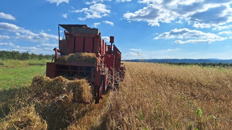 Nastavak vreline, nepogode od srede. Krompirov moljac u usevima