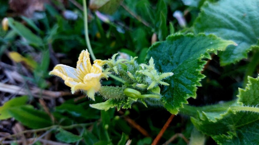 Krastavac: Što kada opadaju cvjetovi i nema plodova?