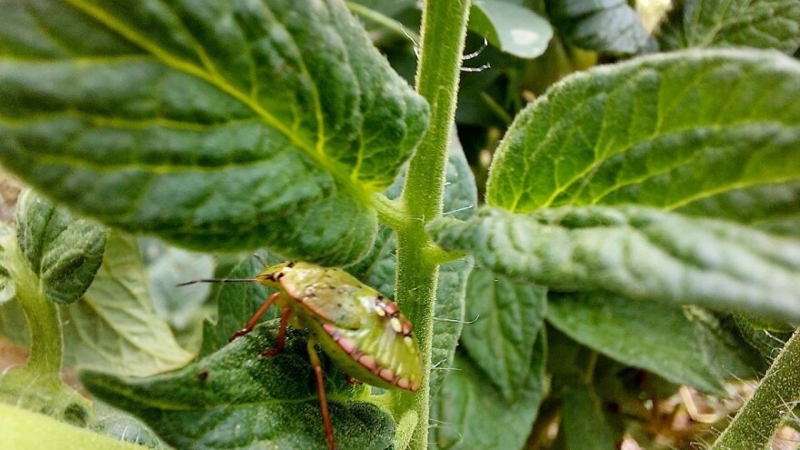 Koje su najčešće štetočine paradajza?
