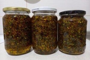 Kantarionovo ulje nije teško napraviti. Evo kako - korak po korak