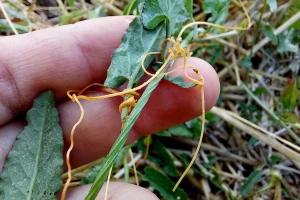 Vilina kosica: Čim je uočite, odmah je počupajte i uklonite iz bašte