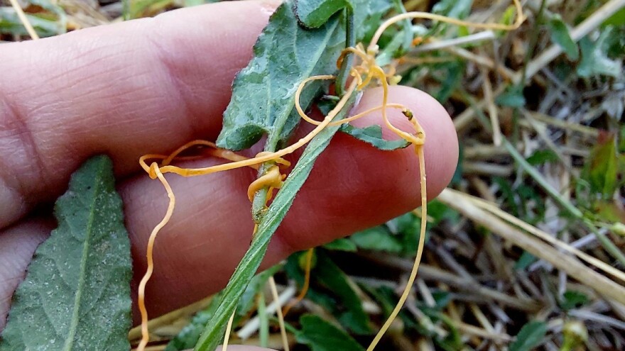 Vilina kosica: Čim ju uočite, odmah je počupajte i uklonite iz vrta