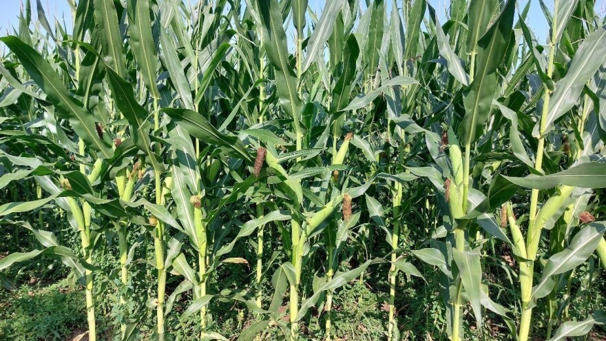 Ekstremno vreme u Evropi neće smanjiti prinose za većinu kultura?