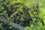 Vinogradarska 2023.: Čija loza je preživjela dat će izvrsno vino?