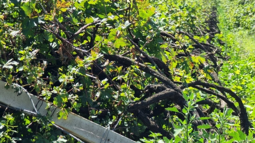 Vinogradarska 2023.: Čija loza je preživjela dat će izvrsno vino?