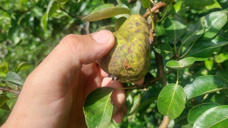 Savijač i mrka trulež napadaju plodove krušaka