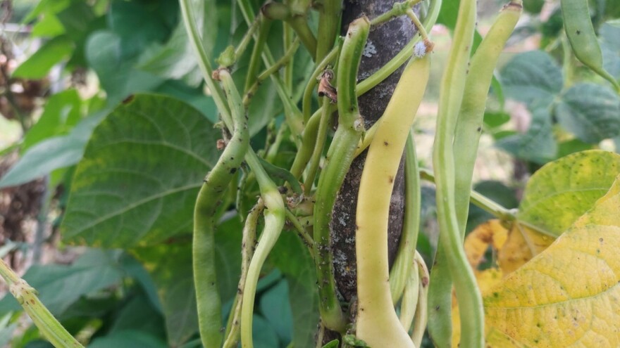 Vaši na mahunama: Kako ih se rešiti?