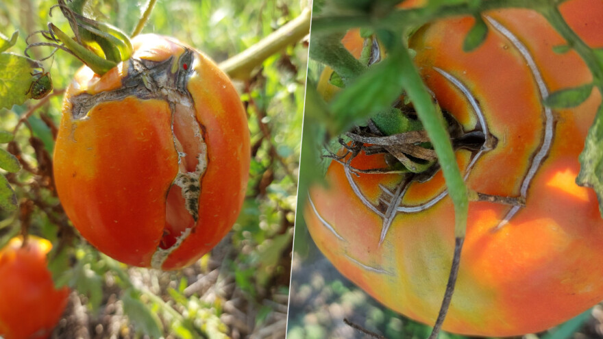 Zašto plod rajčice puca?