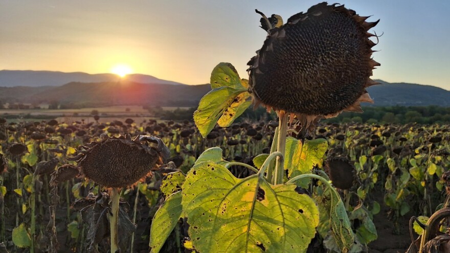 Žetva suncokreta se privodi kraju: Prinosi od 300 kg do 3,5 tone po hektaru