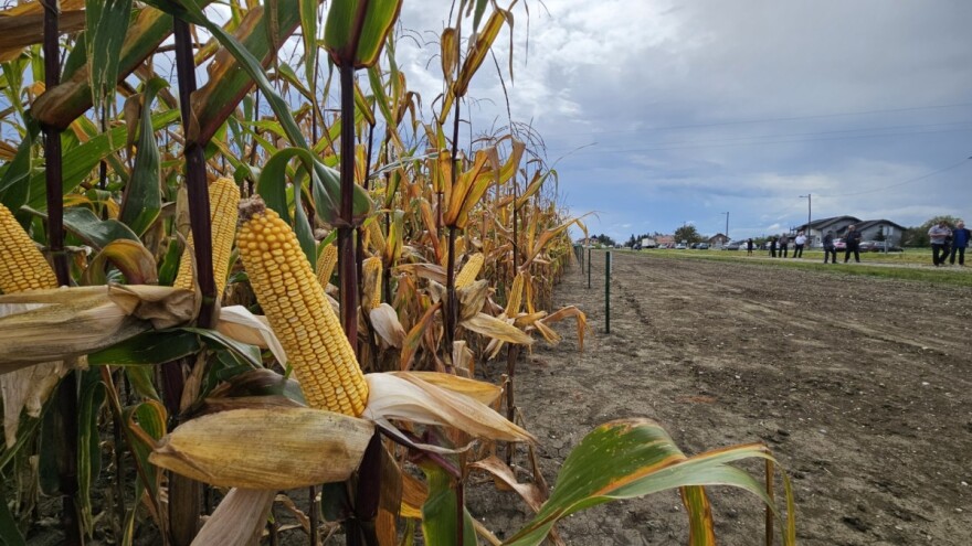 Bili smo na Danu polja BC hibrida kukuruza i sorata soje - evo što smo čuli