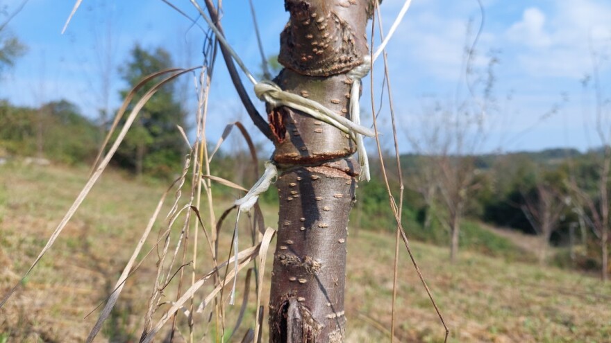 Kako kanap može da napravi problem stablu?