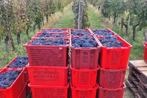 Ekstremne vrućine najveća prijetnja uzgoju vinove loze, posebno pogođena Evropa