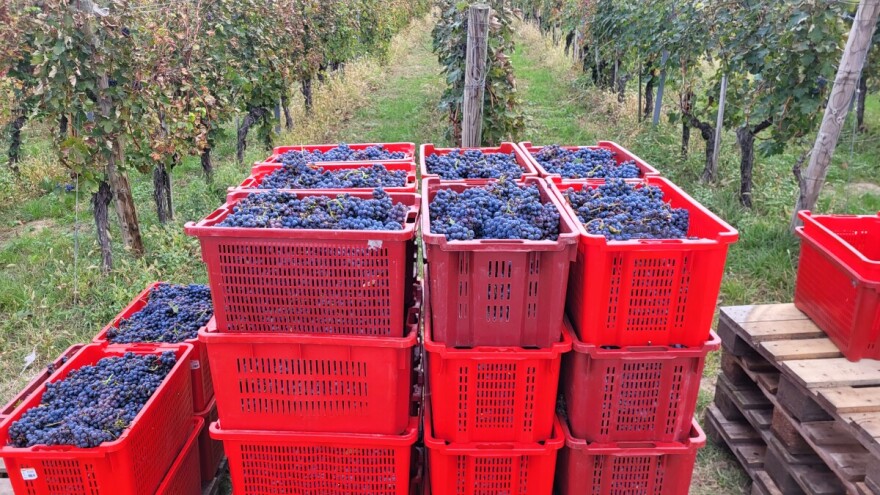 Ekstremne vrućine najveća su prijetnja uzgoju vinove loze, posebno pogođena Europa