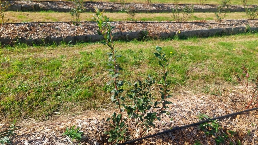 Zašto je važno čupati travu oko borovnica?