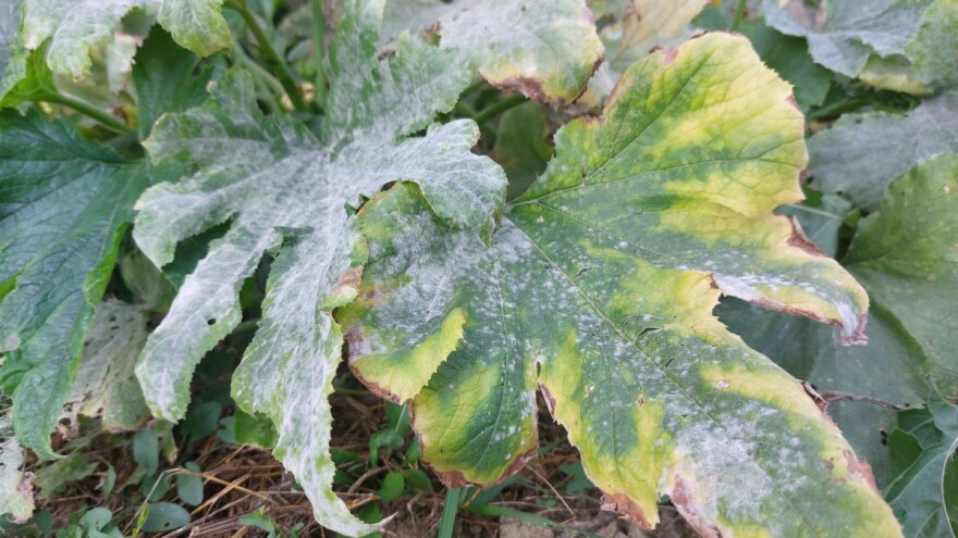 5 najčešćih jesenskih bolesti biljaka