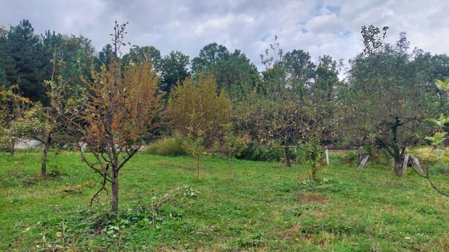 Još nije vrijeme za tretiranje bakarnim sredstvima - do kada čekati?