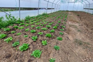 Dobri uvjeti za rast salate, kako je zaštititi i čime prihraniti?