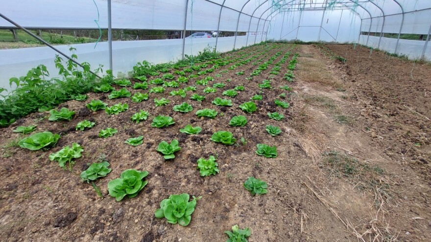 Dobri uvjeti za rast salate, kako je zaštititi i čime prihraniti?