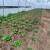 Dobri uslovi za rast salate, kako je zaštititi i čime prihraniti?