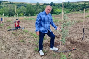 Maslinik, ali na Fruškoj gori -  rod stigao već u prvoj godini