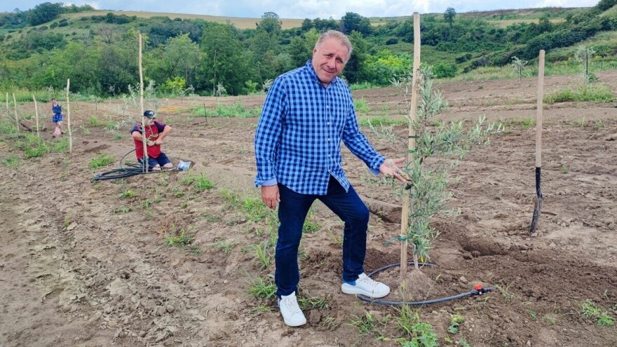 Maslinik, ali na Fruškoj gori -  rod stigao već u prvoj godini