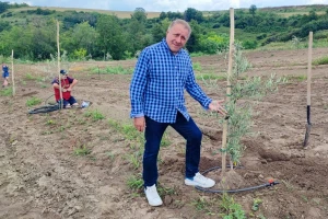 Maslinjak, ali na Fruškoj gori -  rod stigao već u prvoj godini