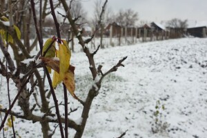 Zima bez "prave zime":  Do kraja januara nesmetano možete raditi na otvorenom