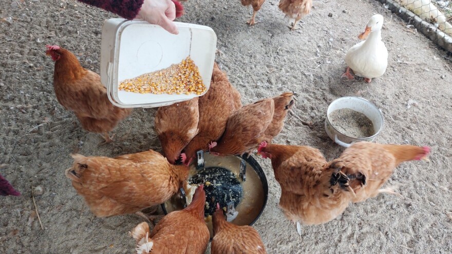 Moguće je da koke zadrže dobru nosivost i zimi - kako?