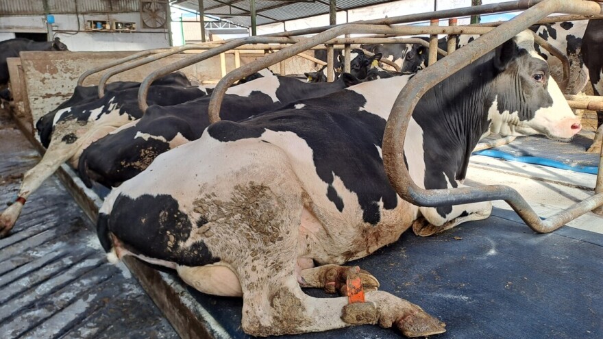 Više odmora, više mleka: Kakva je tu uloga komfora ležišta za krave?