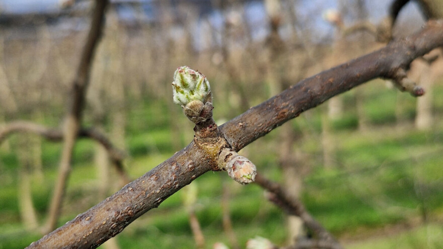 Vrijeme je za zaštitu jabuke: Kako je ojačati za nepovoljne uvjete?