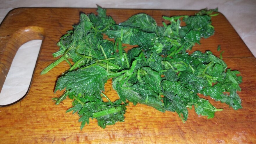 Kako napraviti varivo od mlade koprive?